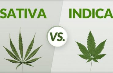 Differences Between Indica and Sativa Infographic