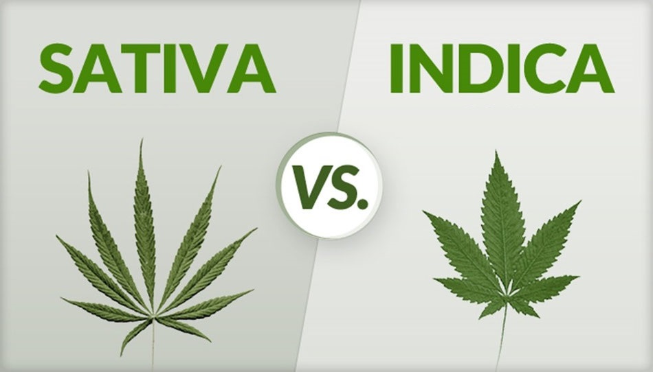 Differences Between Indica and Sativa Infographic