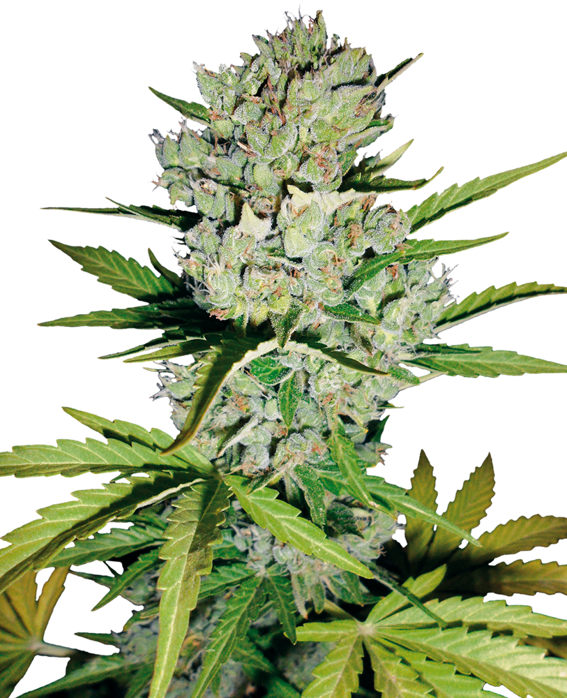 Super Skunk Automatic