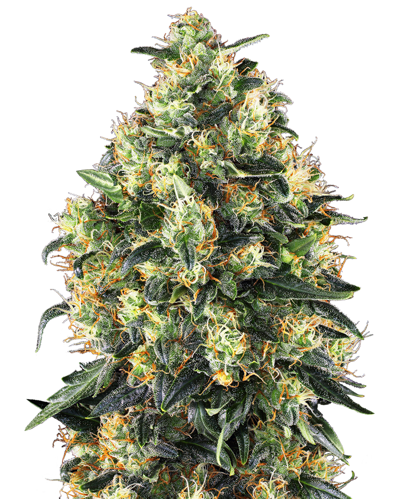 Super Skunk Automatic