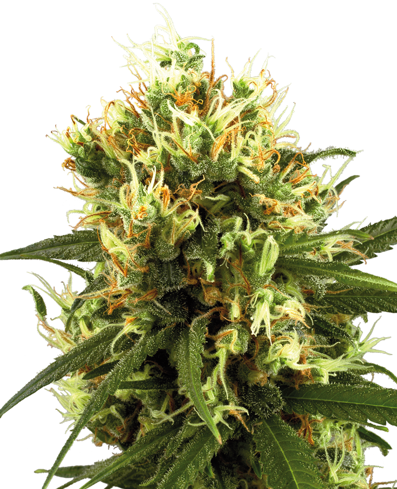 White Haze Automatic
