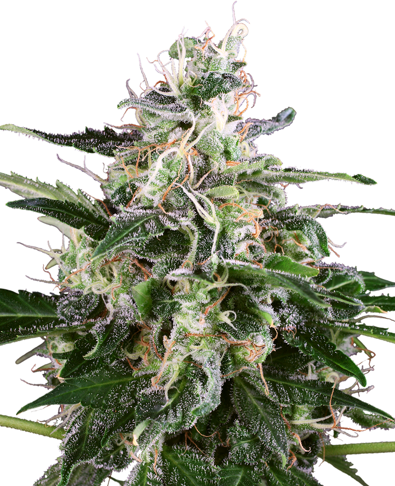 White Skunk Automatic