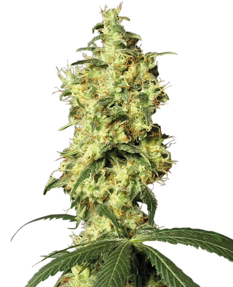 White Widow Automatic
